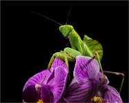 453 - PRAYING MANTIS ON ORCHID - CLIFFORD STEPHEN - united kingdom <div